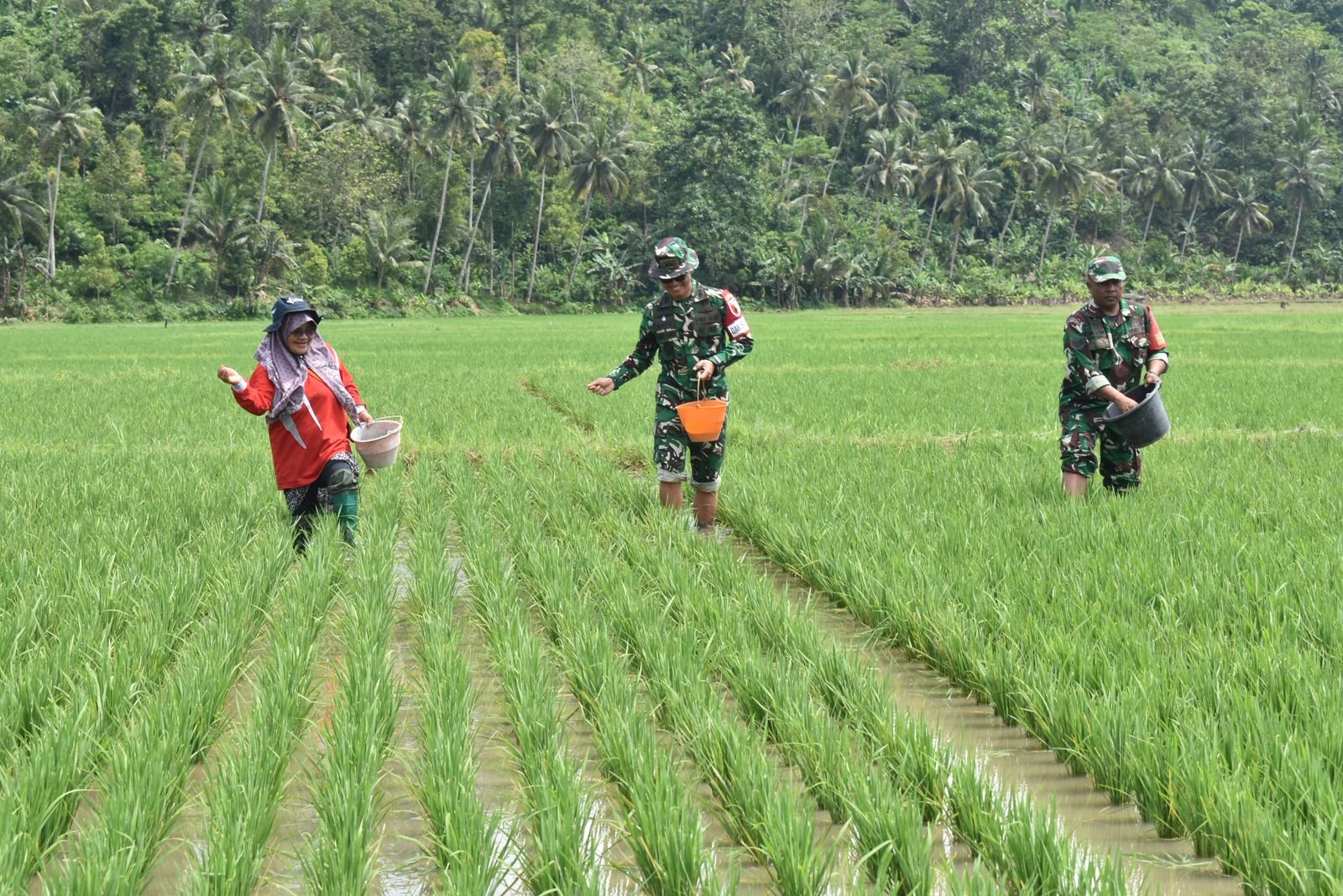 Momentum penting dalam memperkuat sinergi antara TNI dan masyarakat. Dandim 0818/Malang-Batu, Letkol Czi Bayu Nugroho, sebagai Dansatgas TMMD Ke-126, memimpin langsung pelaksanaan pemupukan padi bersama kelompok tani di Desa Lebakharjo Kecamatan Ampelgading Kabupaten Malang.