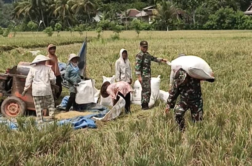 Sejumlah anggota Satuan Tugas (Satgas) TNI Manunggal Membangun Desa (TMMD) ke-126 terlihat menyatu dengan warga, bahu-membahu membantu proses dores padi (perontokan padi) di hamparan sawah Desa Lebakharjo, Kecamatan Ampelgading, Kabupaten Malang