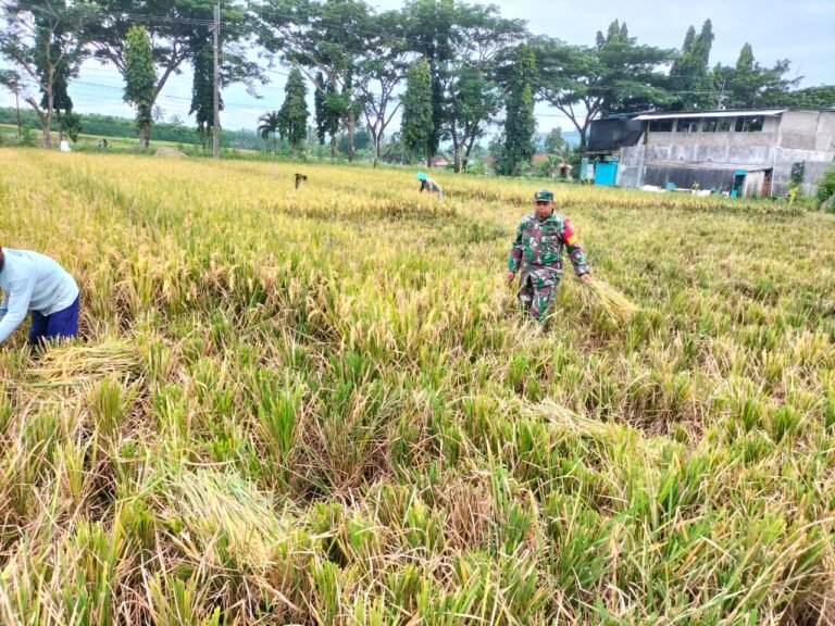 “Senyum Sumringah di Kaligondo: Babinsa Koramil 0825-04/Genteng Turun ke Sawah, Jamin Pasokan Pangan Lokal dari Lahan 1 Hektar!”